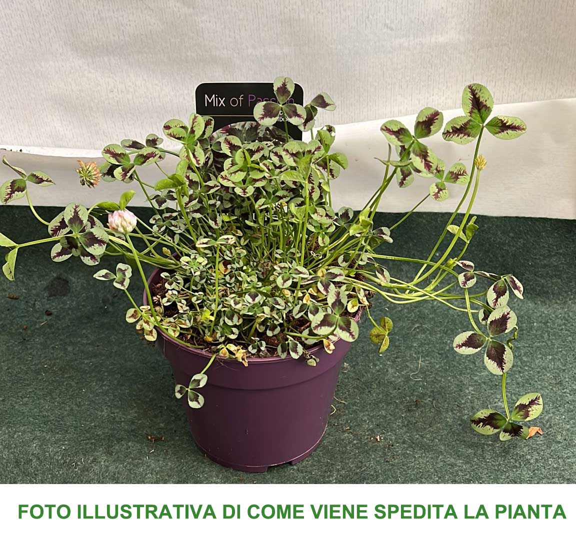 TRIFOLIUM REPENS LEONORE VASO 12CM