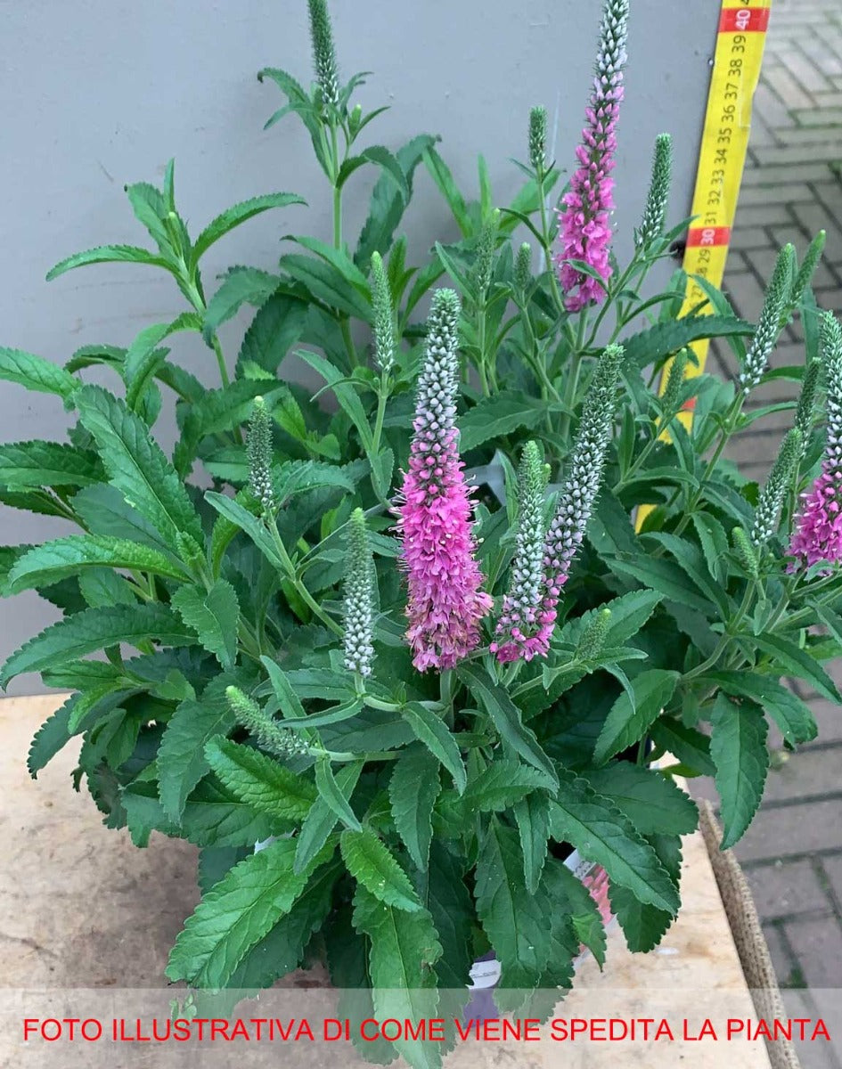 VERONICA SPICATA ROSA VASO 18CM