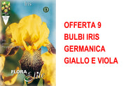 OFFERTA 9 BULBI IRIS GERMANICA GIALLO E VIOLA