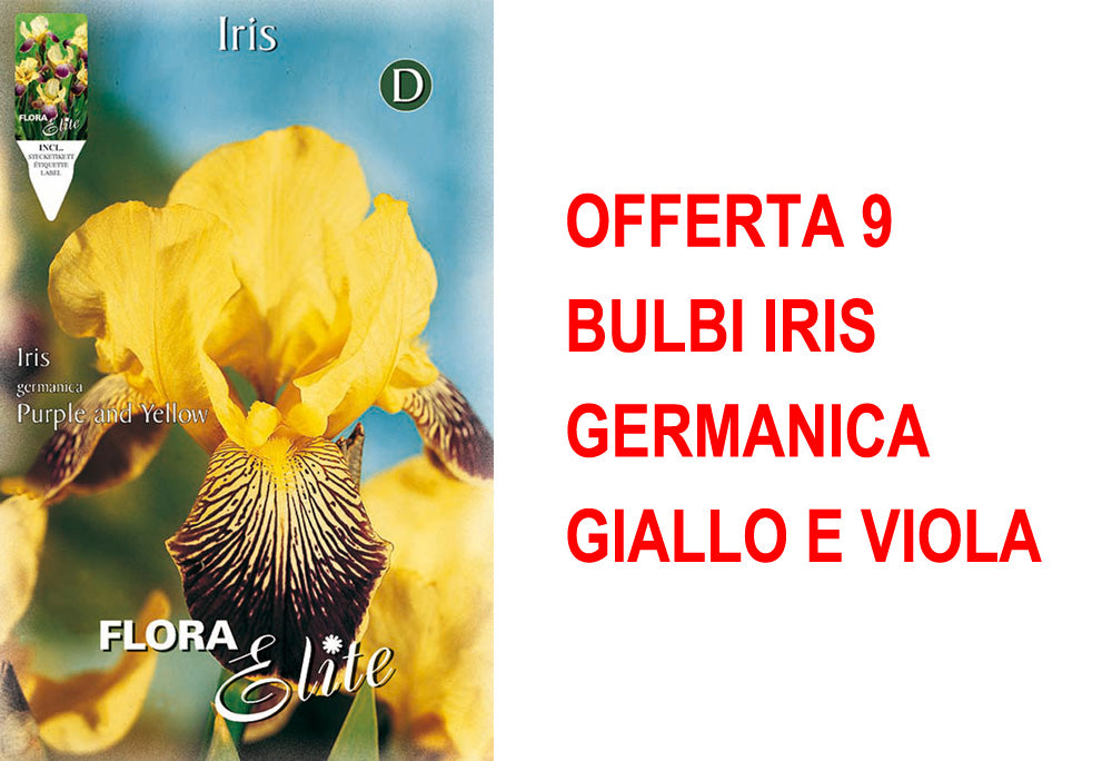 OFFERTA 9 BULBI IRIS GERMANICA GIALLO E VIOLA