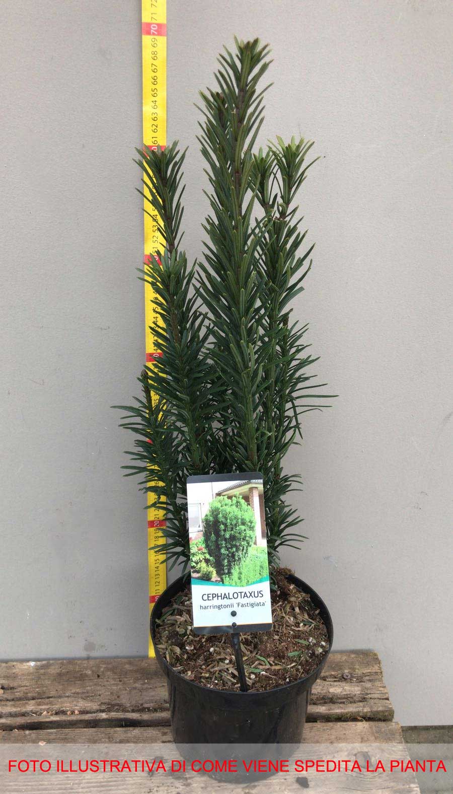 CEPHALOTAXUS HARRINGTONIA FASTIGIATA IN VASO 19CM
