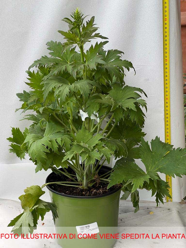 DELPHINIUM WHITE VASO 18CM