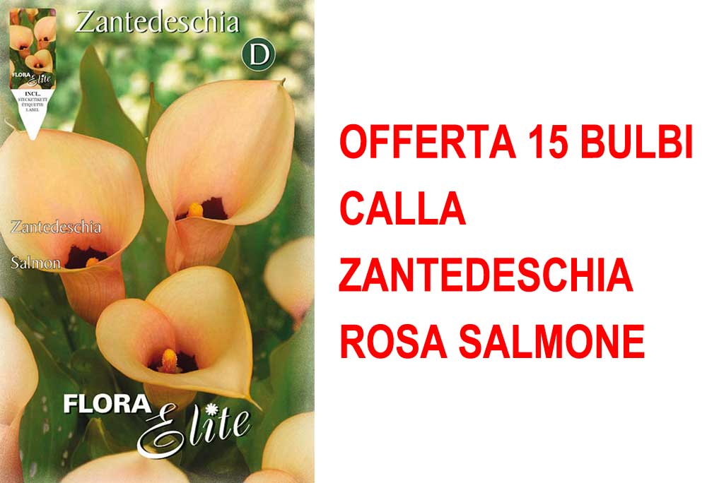 OFFERTA 15 BULBI CALLA ZANTEDESCHIA ROSA SALMONE