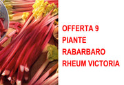 OFFERTA 9 PIANTE RABARBARO RHEUM VICTORIA