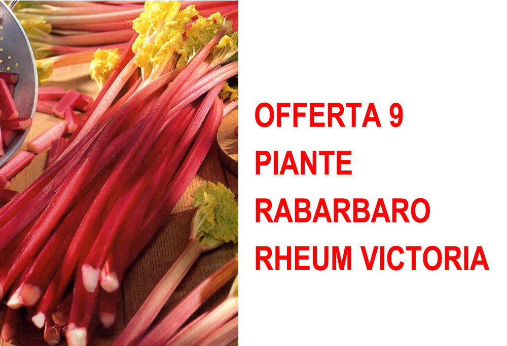 OFFERTA 9 PIANTE RABARBARO RHEUM VICTORIA