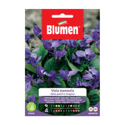 SEMI VIOLA MAMMOLA QUATTRO STAGIONI BLUMEN