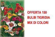 OFFERTA 150 BULBI TIGRIDIA MIX DI COLORI