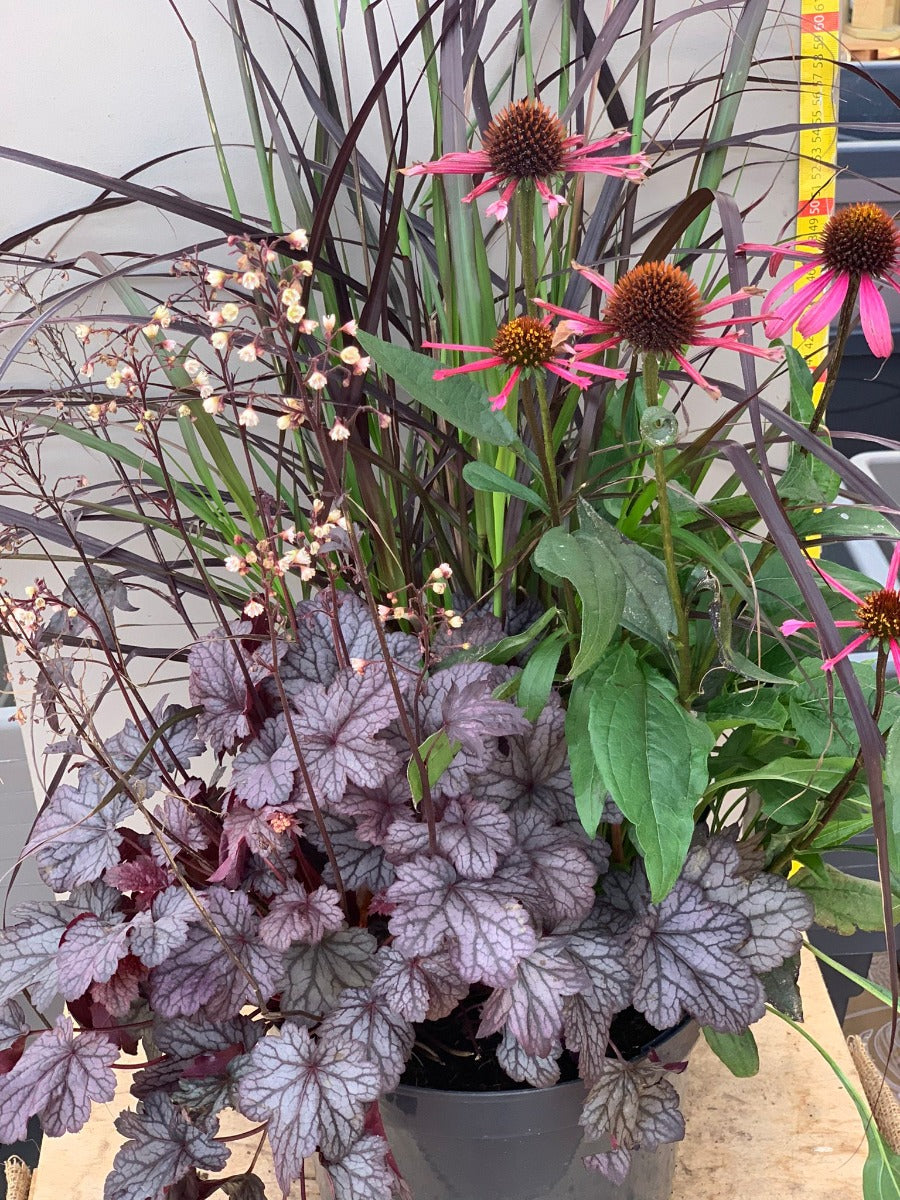 TRIS COMPOSIZIONE DI PIANTE PERENNI IN VASO 26CM