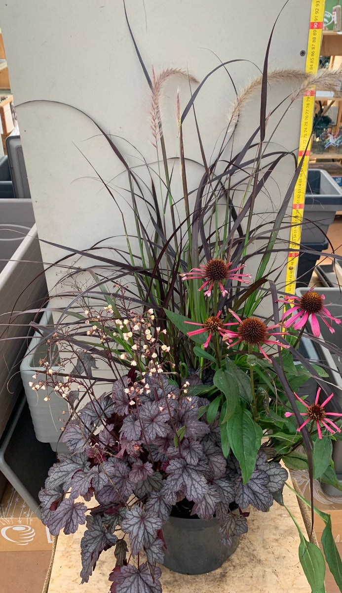TRIS COMPOSIZIONE DI PIANTE PERENNI IN VASO 26CM