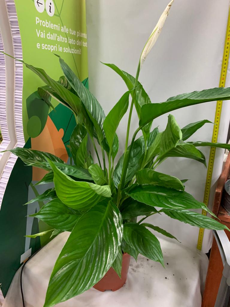 SPATHIPHYLLUM VIVALDI BIANCO VASO 18CM