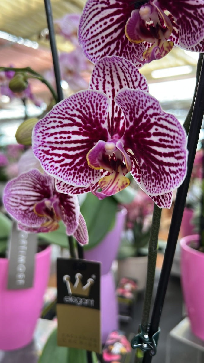 ORCHIDEA PHALAENOPSIS  2 RAMI ROSA O GIALLA VASO 10CM