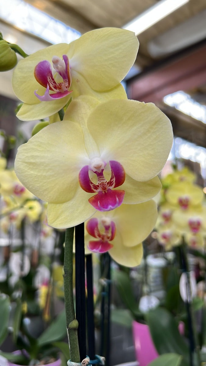 ORCHIDEA PHALAENOPSIS  2 RAMI ROSA O GIALLA VASO 10CM