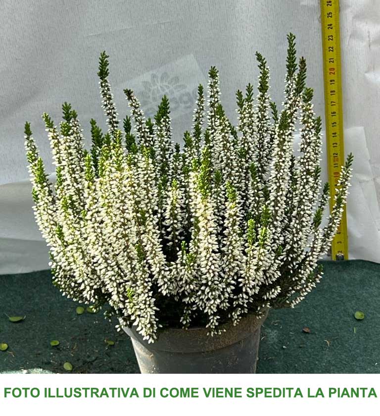 ERICA CALLUNA BEAUTY LADIES BIANCA IN VASO 13CM