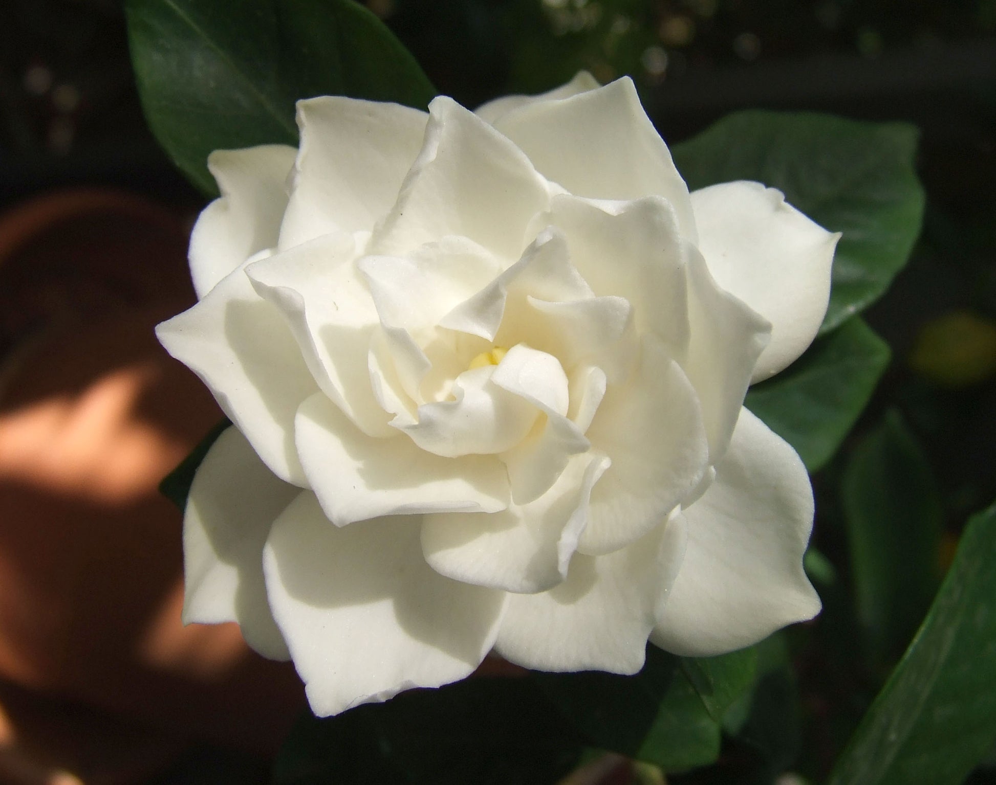 GARDENIA VASO 13CM