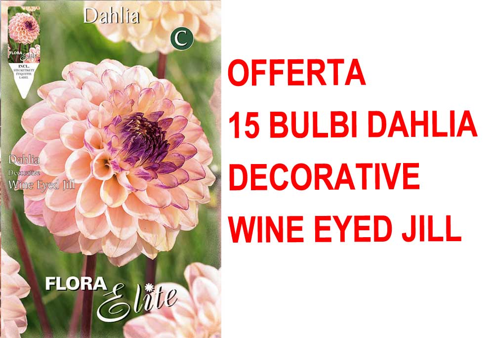 OFFERTA 15 BULBI DI DAHLIA DECORATIVE WINE EYED JILL
