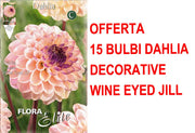 OFFERTA 15 BULBI DI DAHLIA DECORATIVE WINE EYED JILL