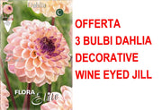 OFFERTA 3 BULBI DI DAHLIA DECORATIVE WINE EYED JILL