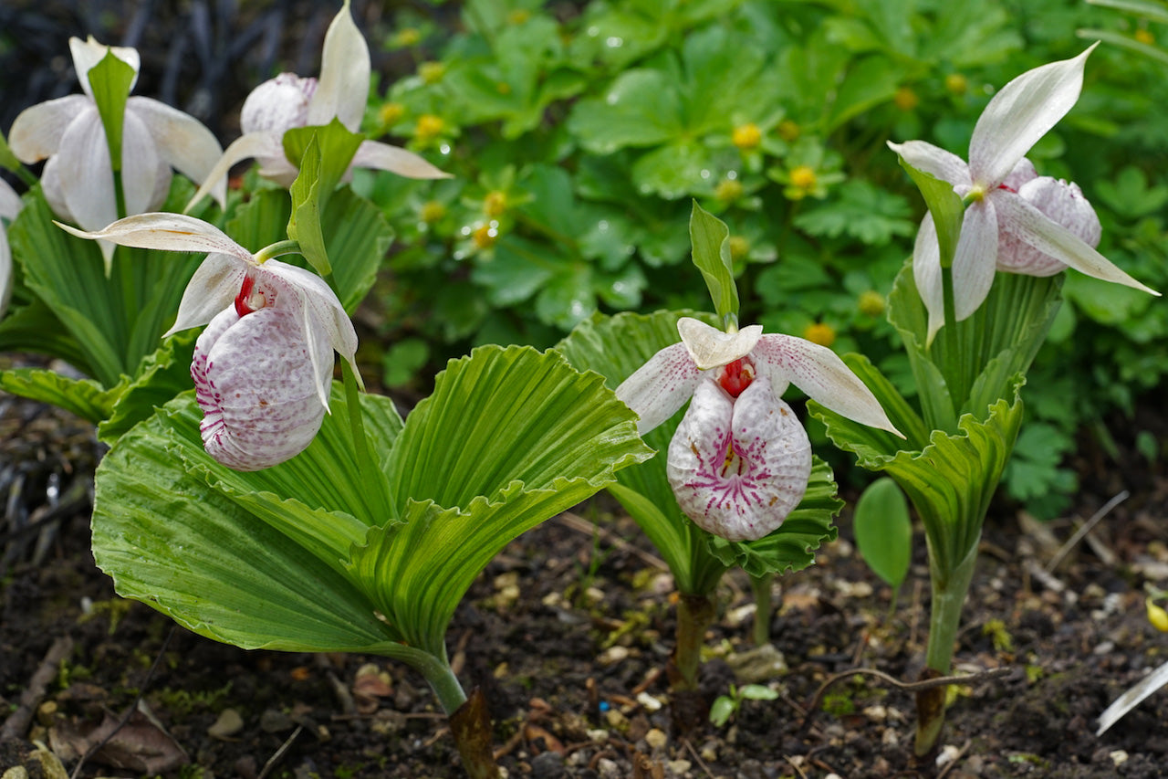 ORCHIDEA DA GIARDINO CYPRIPEDIUM VASO 12CM