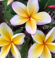 PLUMERIA POMELIA MOJITO IN VASO 18CM