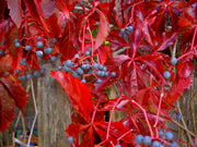 PARTHENOCISSUS QUINQUEFOLIA ENGELMANNII VASO 17CM