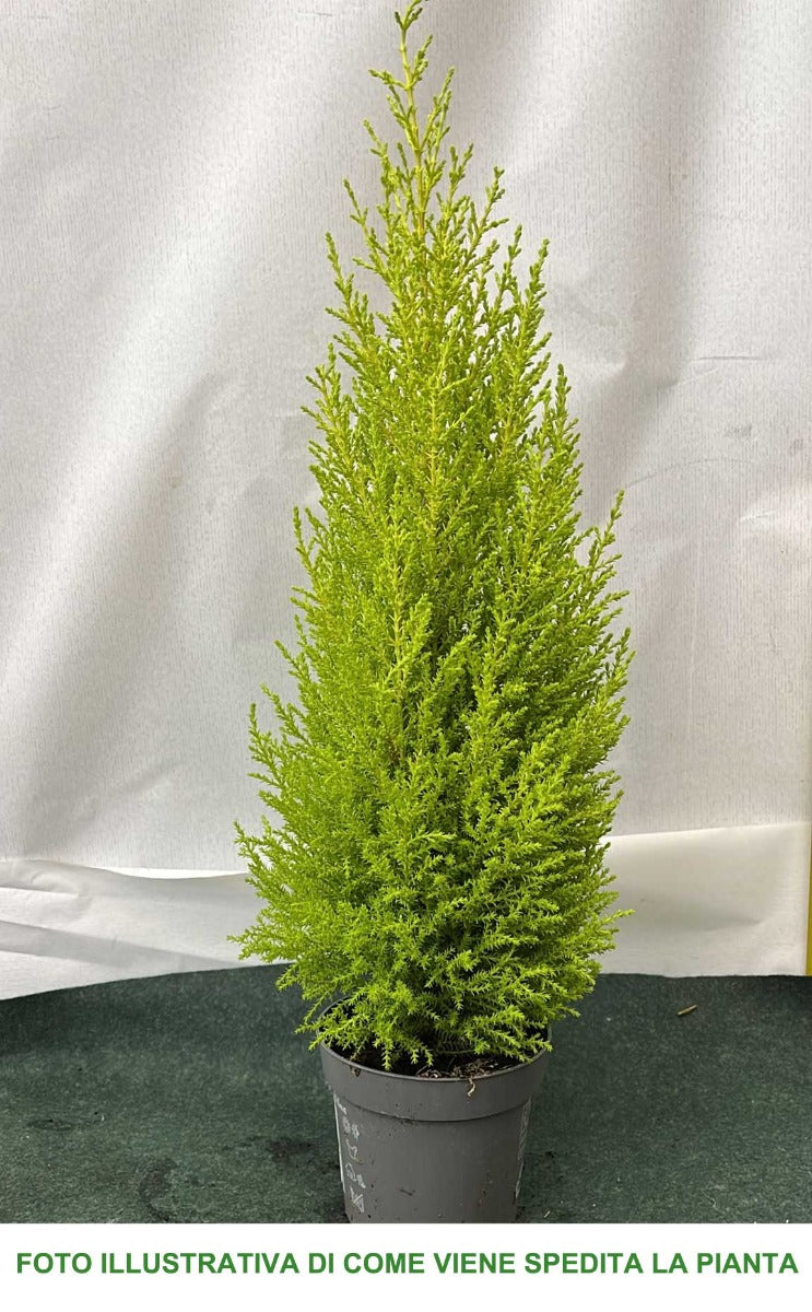 CUPRESSUS GOLDEN CREST CIPRESSO WILMA VASO 11CM