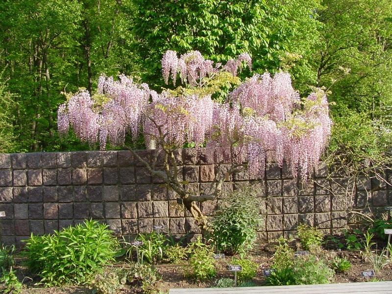 GLICINE WISTERIA FLORIBUNDA ROSEA VASO 18CM
