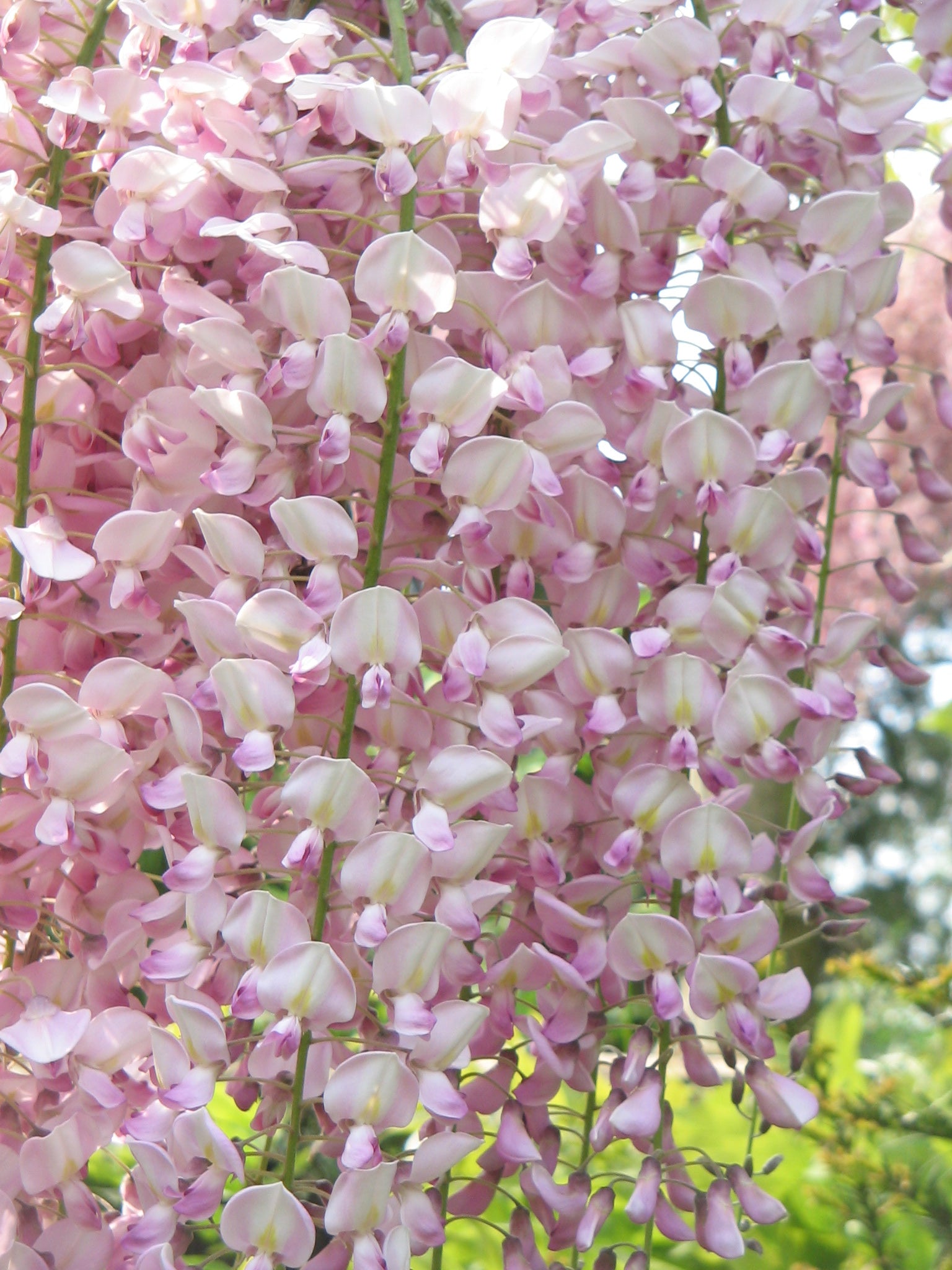GLICINE WISTERIA FLORIBUNDA ROSEA VASO 18CM
