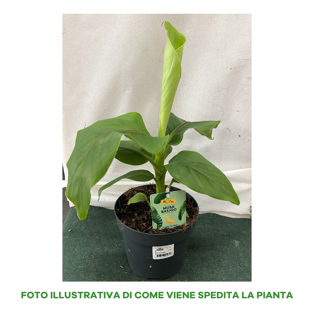 MUSA BASJOO BANANO GIAPPONESE (1 PIANTA)