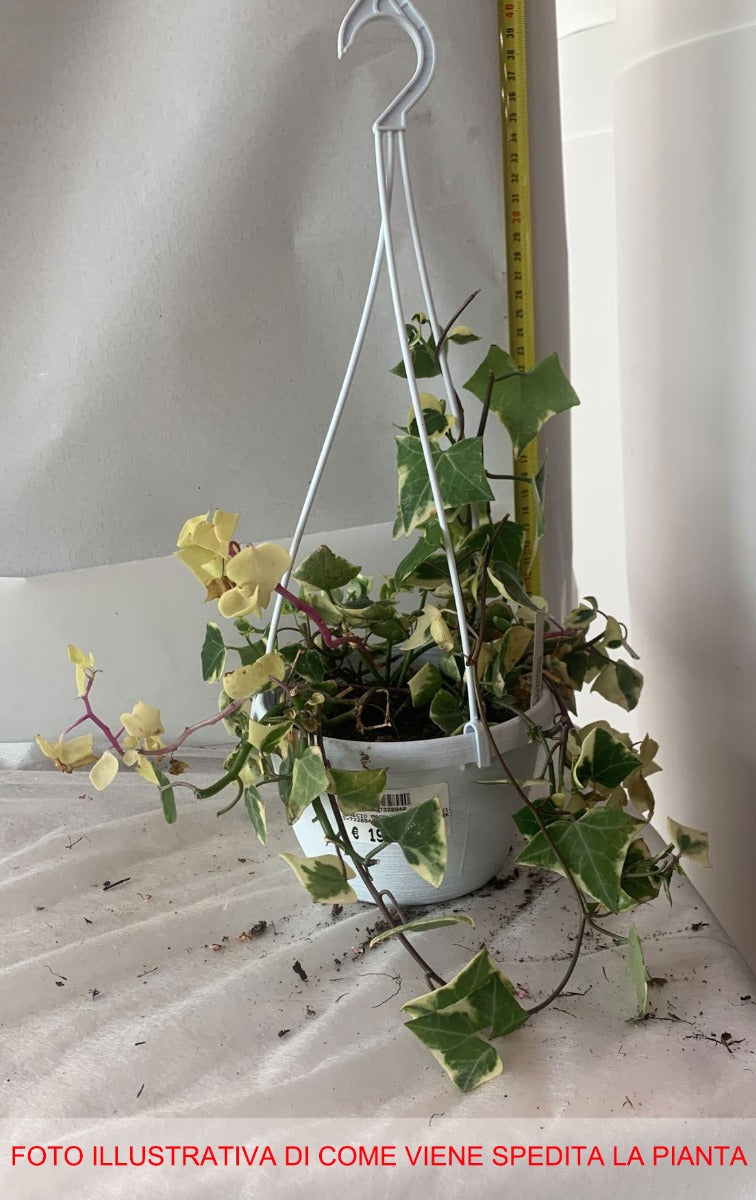 SENECIO MACROGLOSSUS VARIEGATUS VASO 14CM