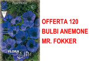 OFFERTA 120 BULBI ANEMONE CORONARIA MR. FOKKER