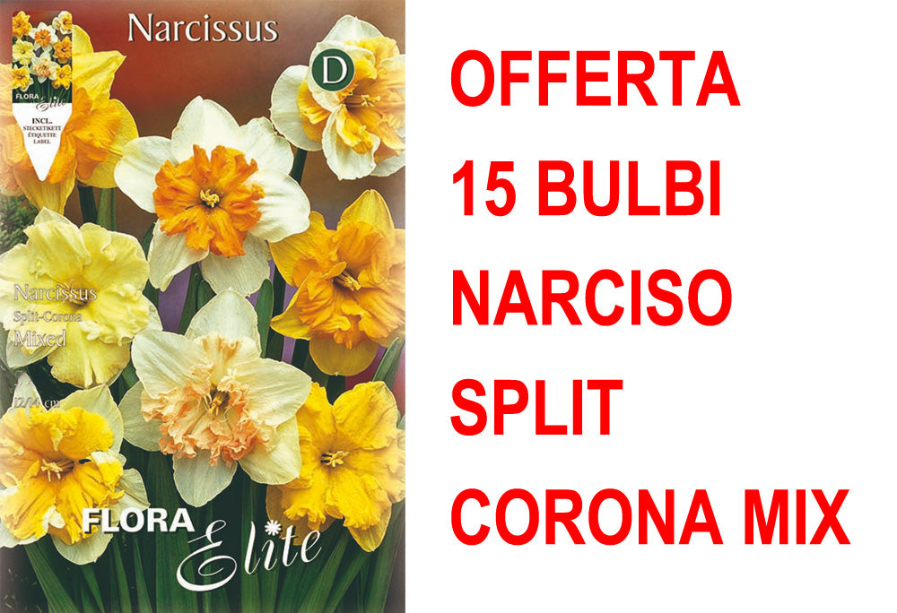 OFFERTA 15 BULBI NARCISO SPLIT CORONA MIX DI COLORI