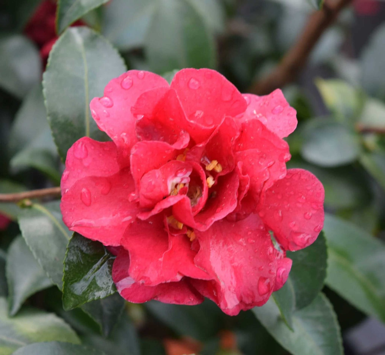 CAMELIA SASANQUA RUBY IN VASO 15CM