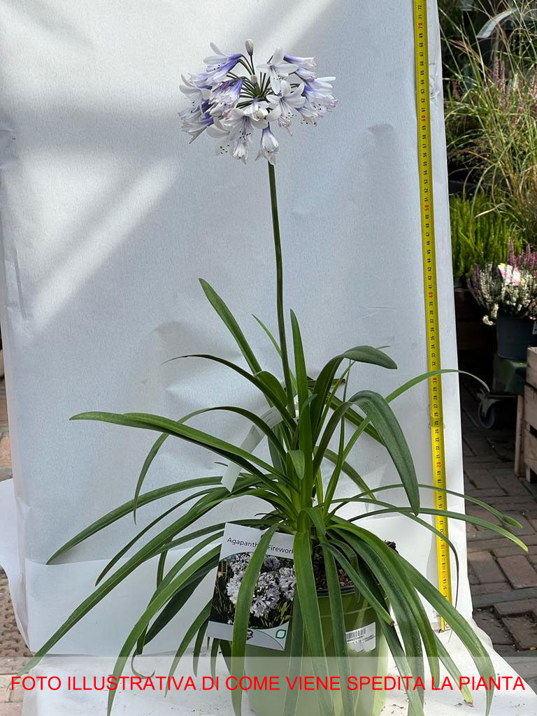 AGAPANTHUS FIREWORKS VASO 18CM