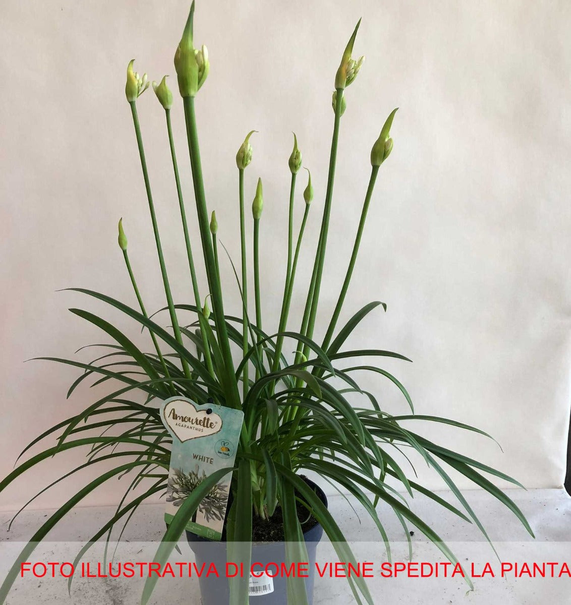 AGAPANTHUS BIANCO VASO 17CM