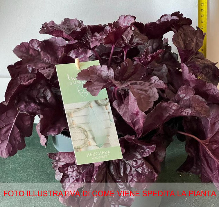 HEUCHERA WILDBERRY VASO 19CM