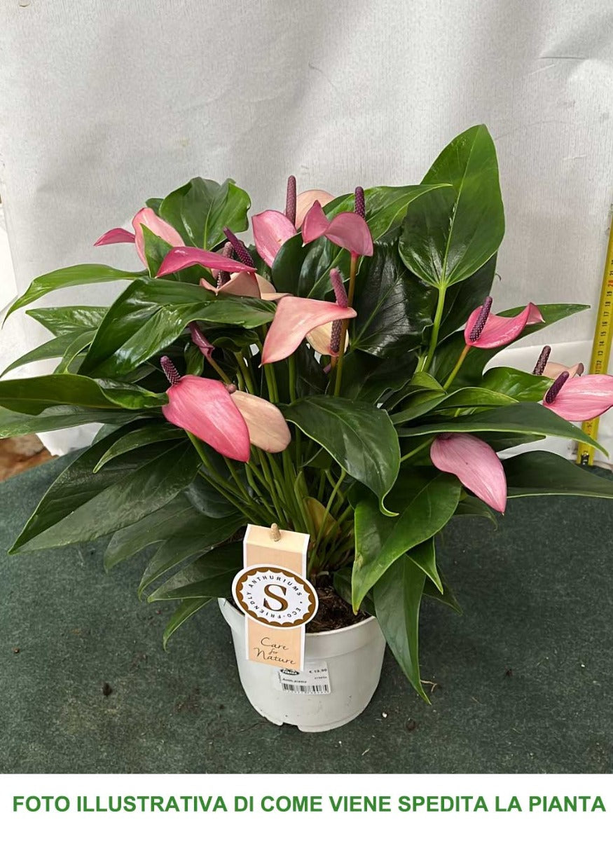 ANTHURIUM ZIZOU IN VASO 14CM