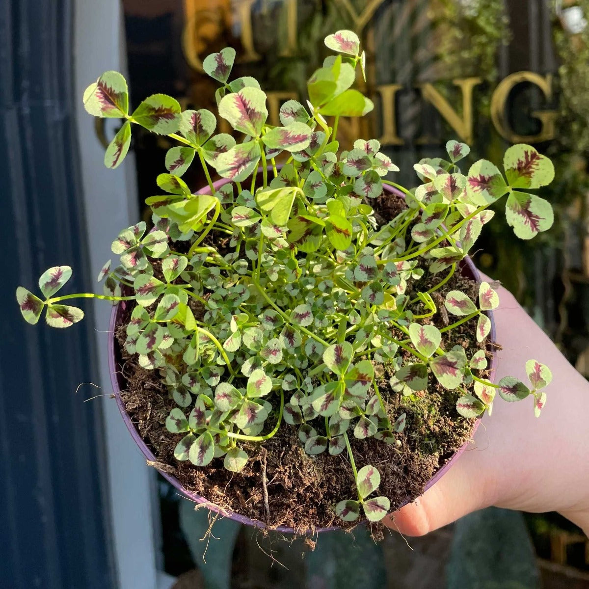 TRIFOLIUM REPENS SWEET MIKE VASO 12CM