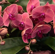 ORCHIDEA PHALAENOPSIS TABLO SPRITZ VASO 12CM