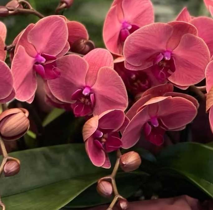 ORCHIDEA PHALAENOPSIS TABLO SPRITZ VASO 12CM