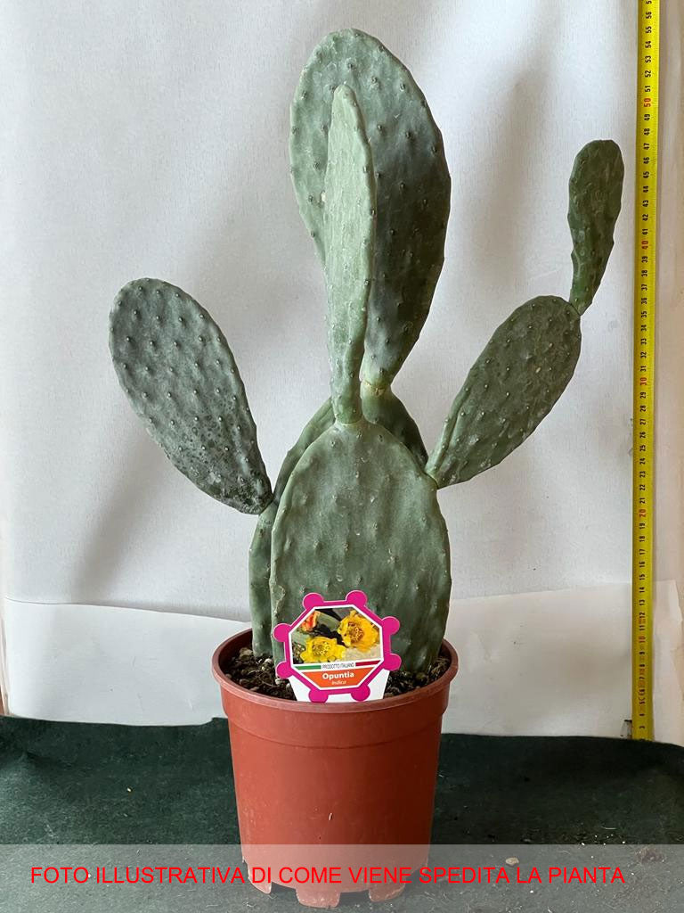 FICO D'INDIA OPUNTIA INDICA VASO 17CM
