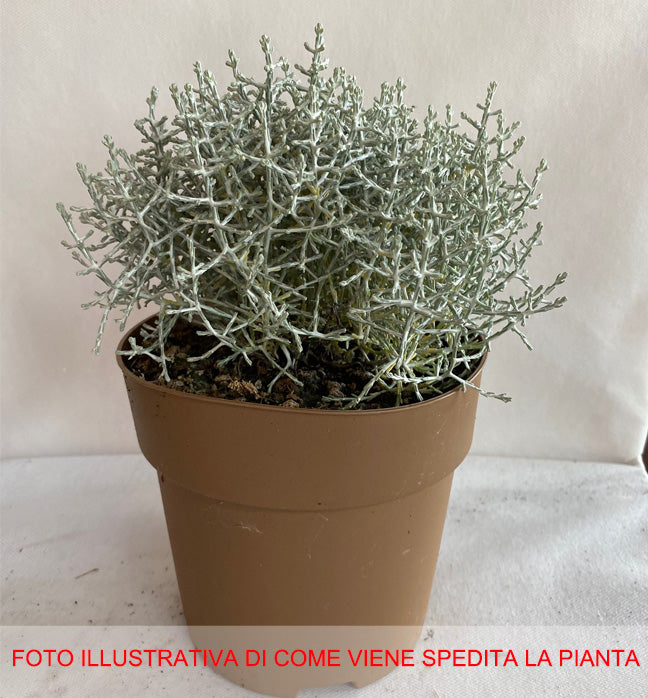 CALOCEPHALUS BROWNII  VASO 15CM