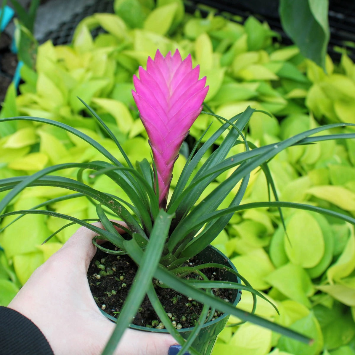 TILLANDSIA CYANEA ROSA VASO 13CM