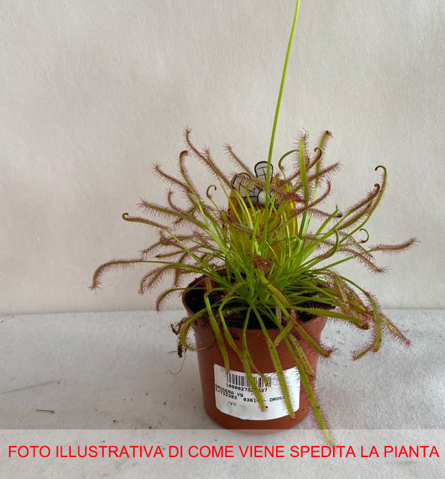 PIANTA CARNIVORA DROSERA VASO 9CM
