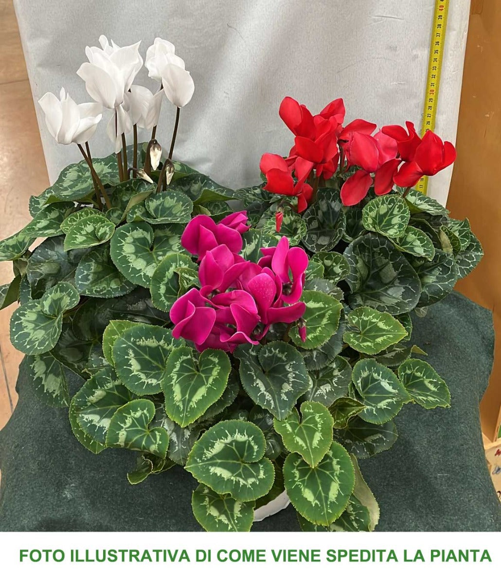 CICLAMINO COLORI ASSORTITI FUCSIA BIANCHI ROSSI VASO 14CM