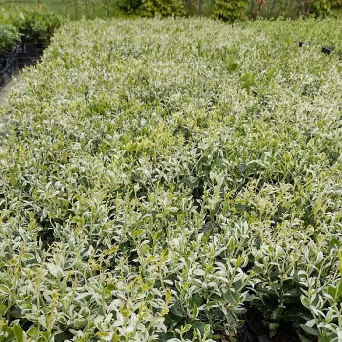 EUONYMUS JAPONICUS ANNIE'S SPRING VASO 13CM