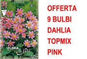 OFFERTA 9 BULBI DAHLIA TOPMIX ROSA