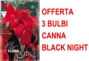 OFFERTA 3 BULBI CANNA BROWNLEAVED BLACK NIGHT