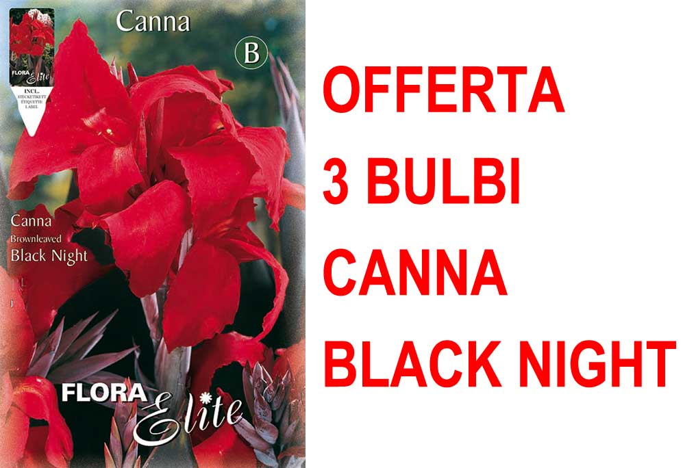 OFFERTA 3 BULBI CANNA BROWNLEAVED BLACK NIGHT