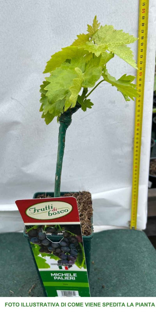 UVA DA TAVOLA MICHELE PALIERI IN VASO 12CM