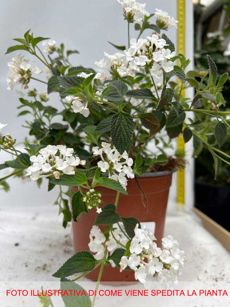 LANTANA SELLOWIANA BIANCA VASO 15CM